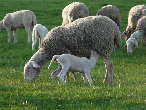 Ferme des Aubracs