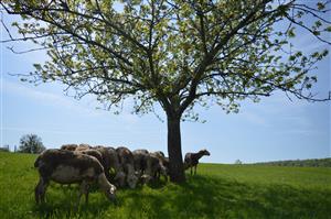 Ferme des Aubracs