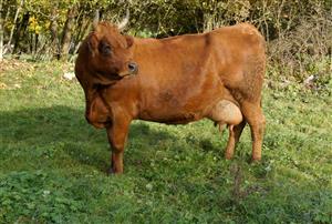 Ferme des Aubracs