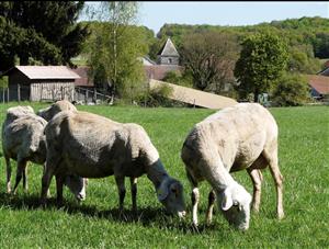 Ferme des Aubracs