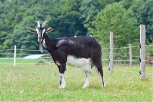 Ferme des Aubracs