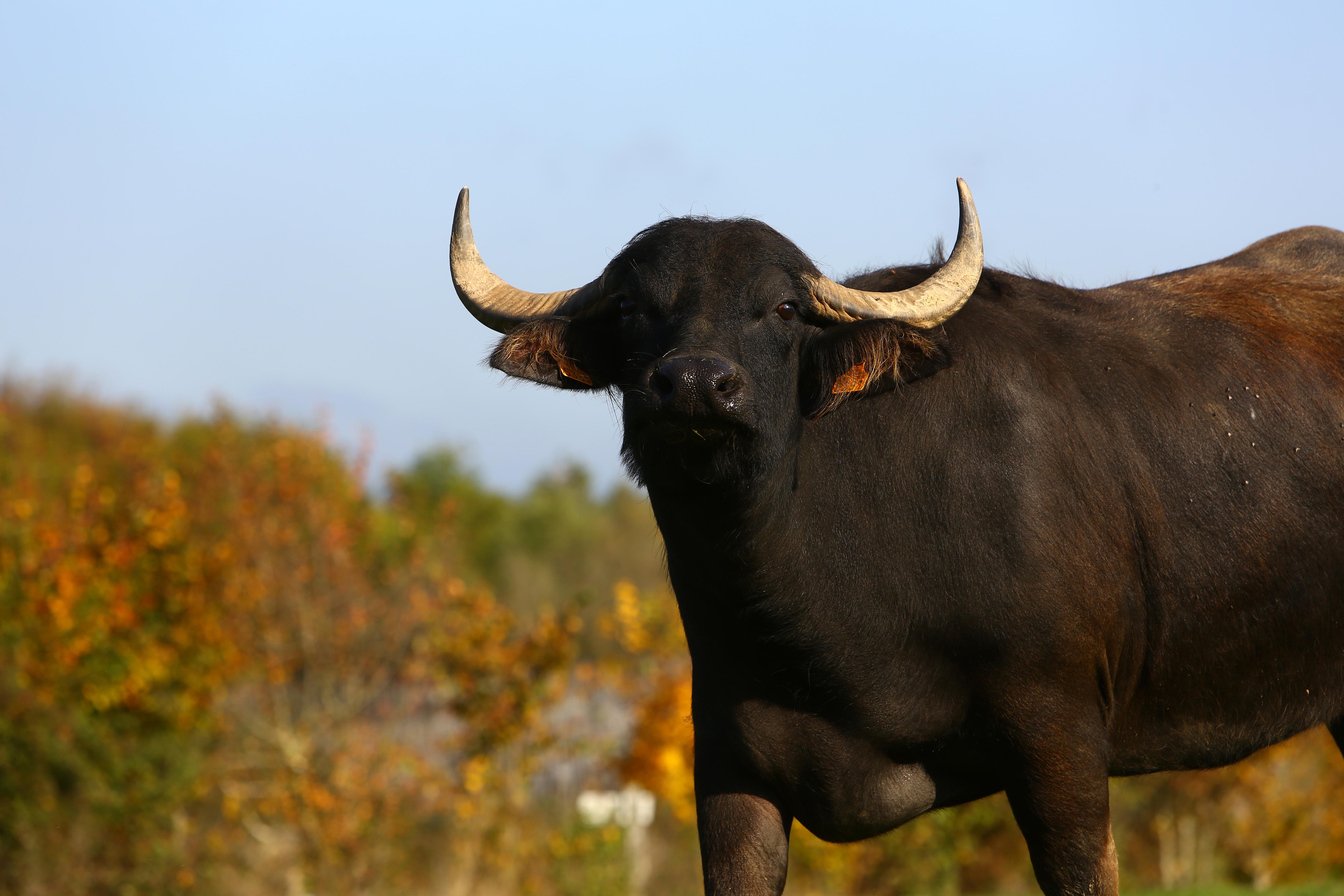 36-Jardin zoologique de vaches-Bufflone DivertiParc