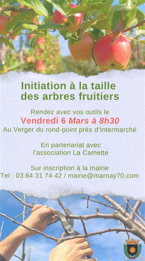 Initiation &agrave; la taille des arbres fruitiers