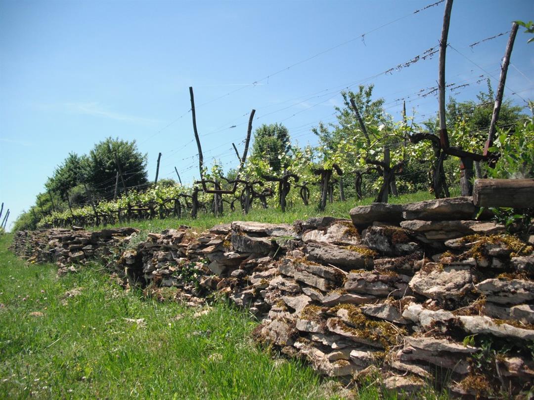 Le vignoble du Moutherot