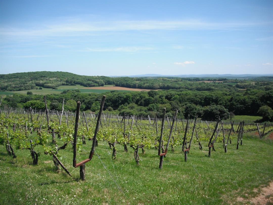 Le vignoble du Moutherot