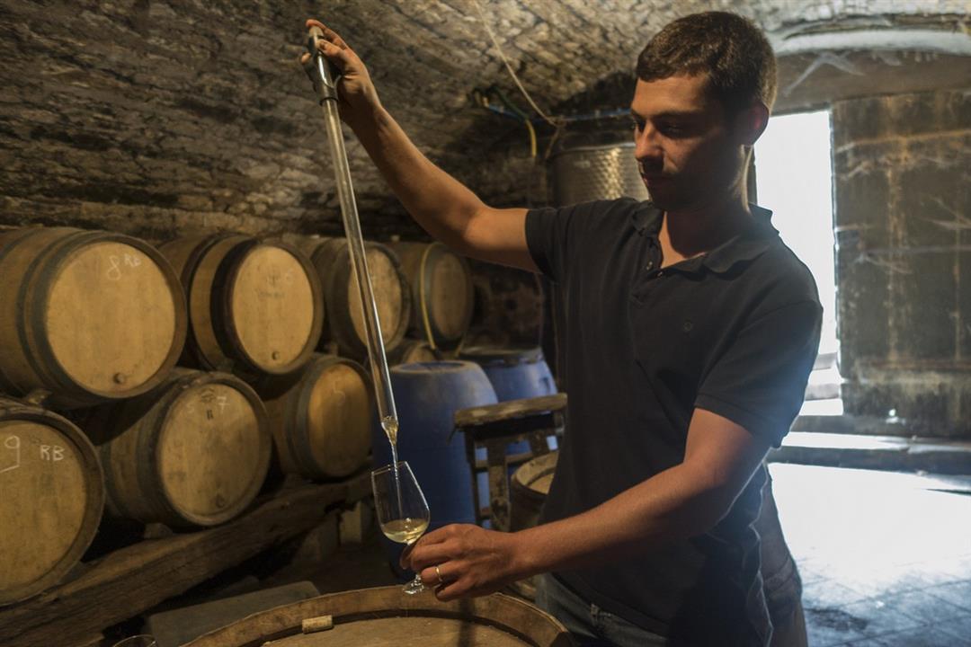 Le vignoble du Moutherot