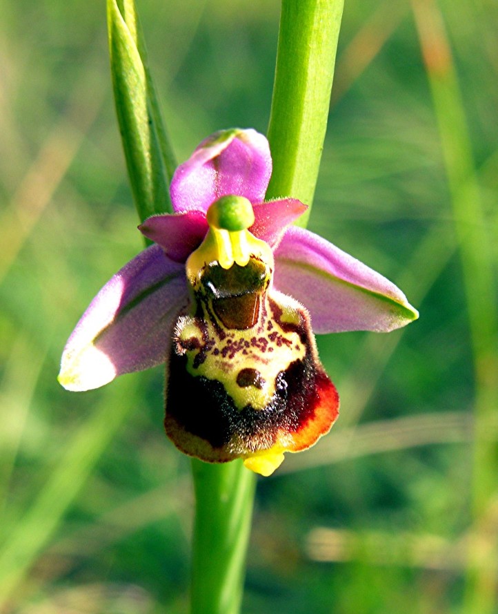Pelouses sèches d'Hugier