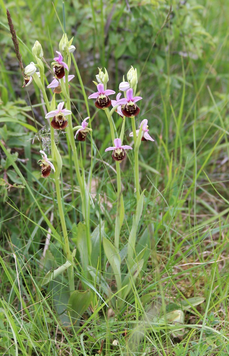 Pelouses sèches de Beaumotte-lès-Pin et Courcuire
