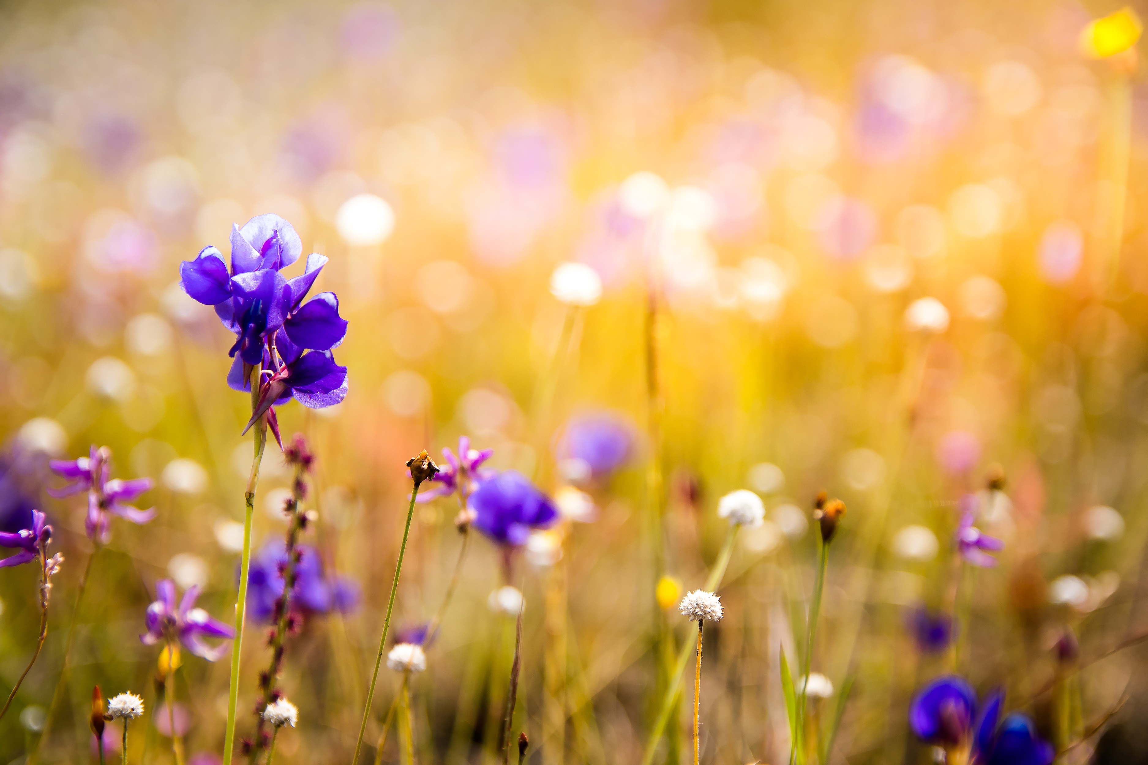 Fête de la nature "Plantons des fleurs"