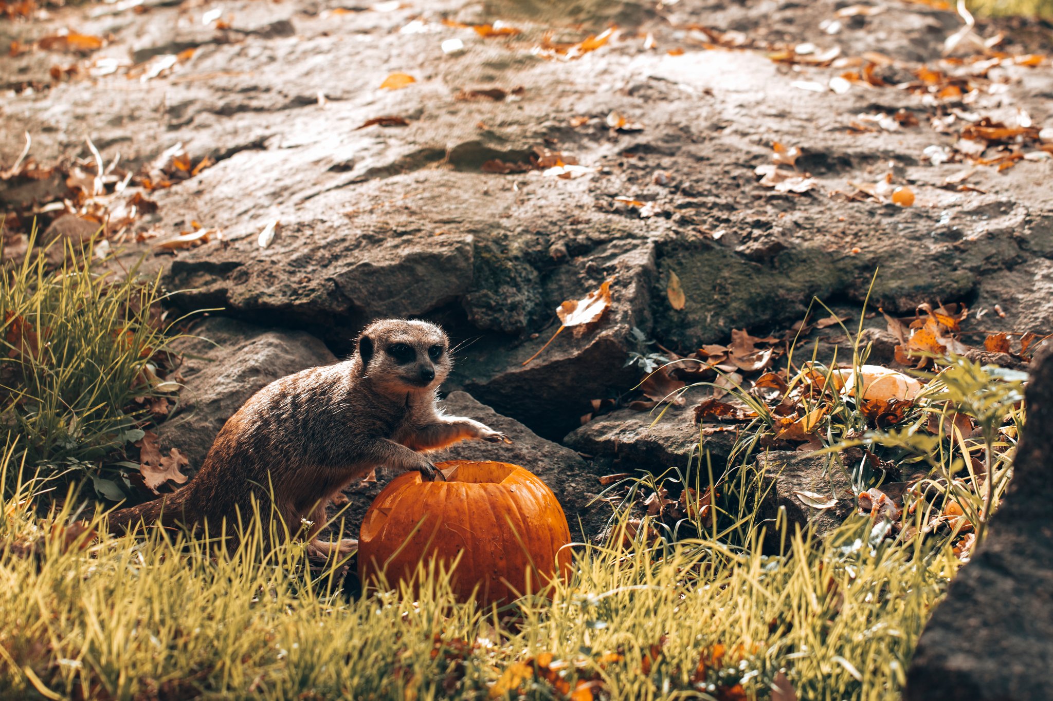 Halloween au Parc de l'Auxois
