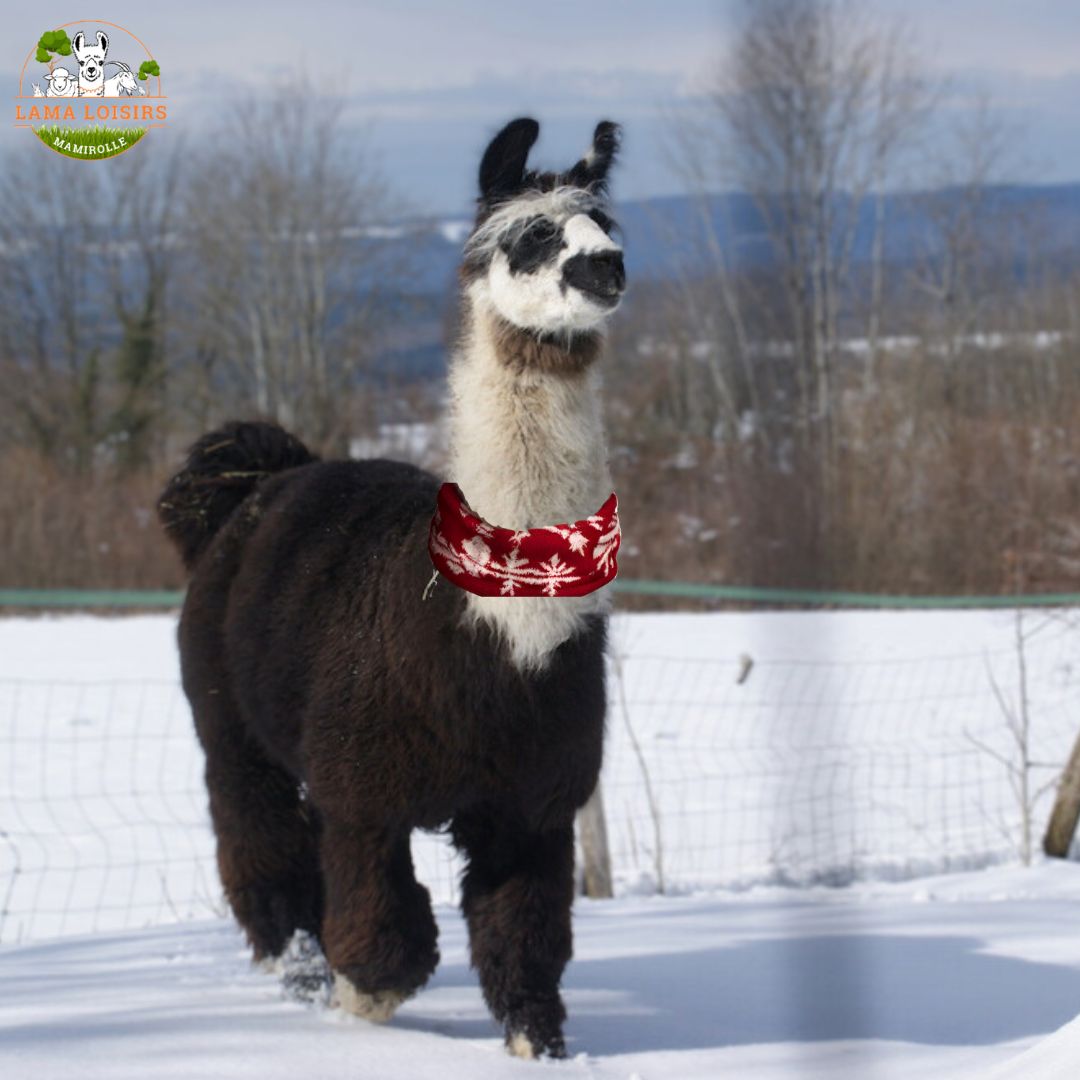 Lama Loisir Balade de Noël