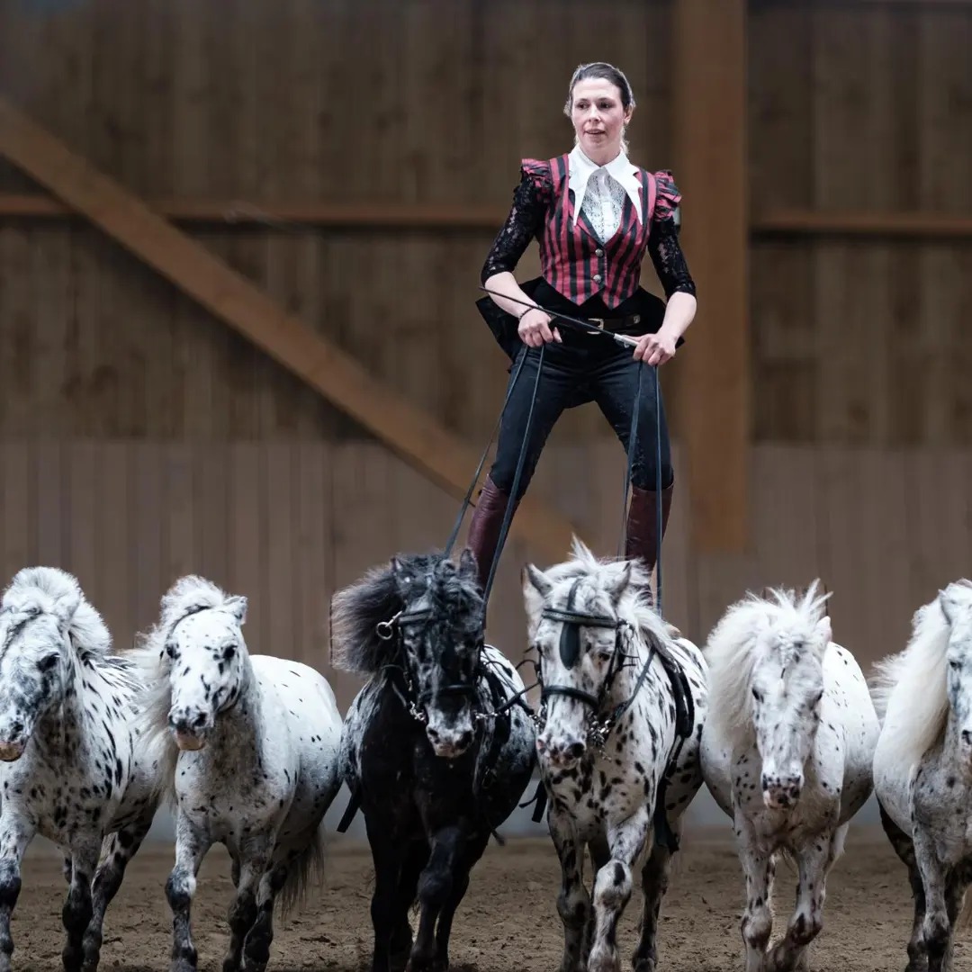 Ecurie Cerneux -poneys poste