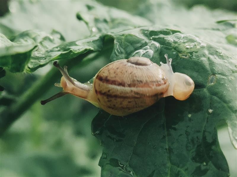 L'escargot sort de sa coquille à Choye