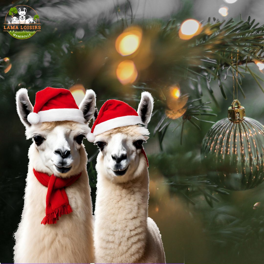 Lama Loisir Balade de Noël