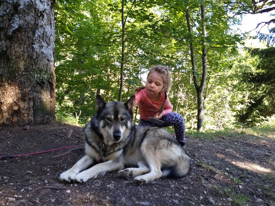 5-Immersion avec les chiens cani rando 