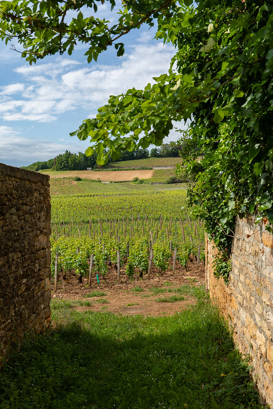 Les vignes de Chambolle