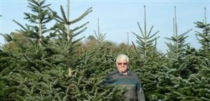 Sapin de Noël : coupe au champ à Vantoux