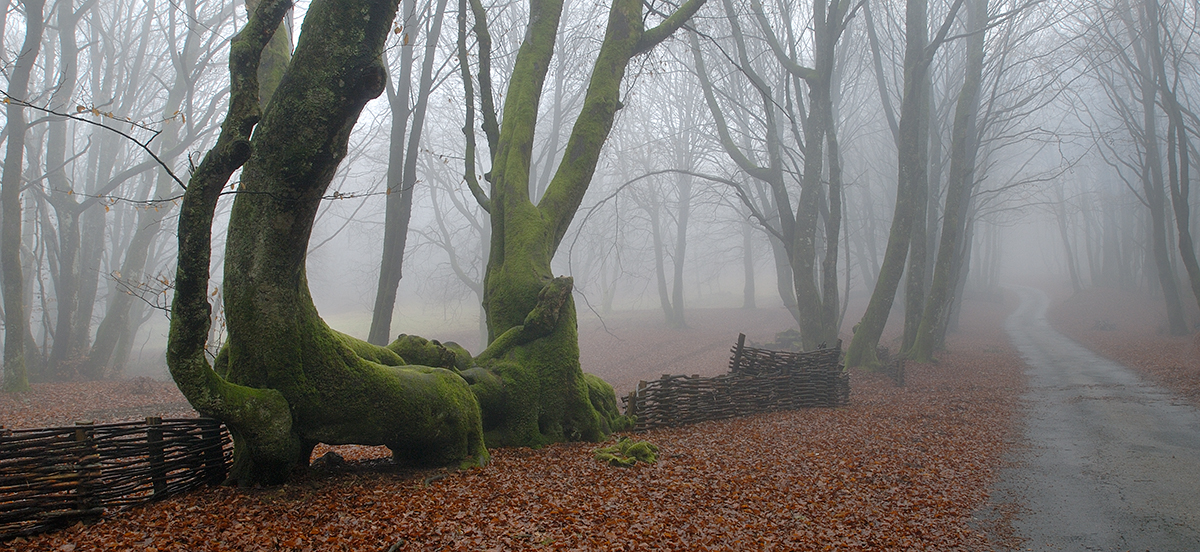 Forêt du Mont Beuvray