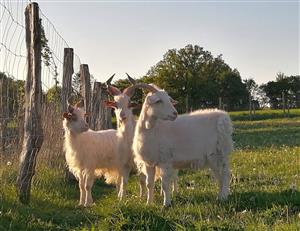Parc animalier Au Gré du Pré