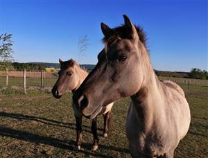 Parc animalier Au Gré du Pré