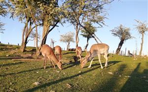 Parc animalier Au Gré du Pré