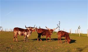 Parc animalier Au Gré du Pré