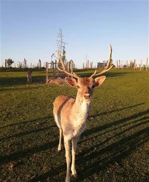 Parc animalier Au Gré du Pré