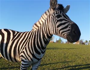 Parc animalier Au Gré du Pré