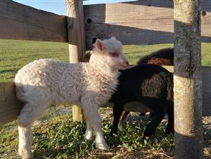 Parc animalier Au Gré du Pré