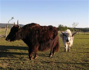 Parc animalier Au Gré du Pré
