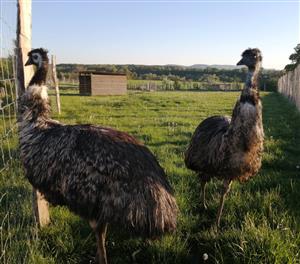 Parc animalier Au Gré du Pré