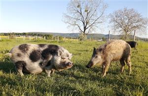 Parc animalier Au Gré du Pré
