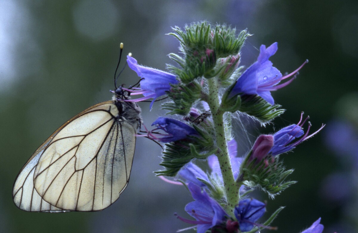 Exposition photos de papillons au Ballon d'Alsace