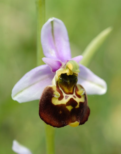 Sortie botanique : à la découverte des espèces du Haut-Jura