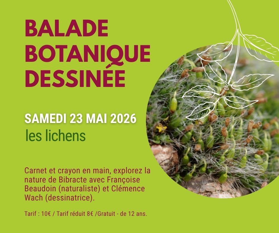 Balade botanique dessinée... Les lichens de Bibracte !