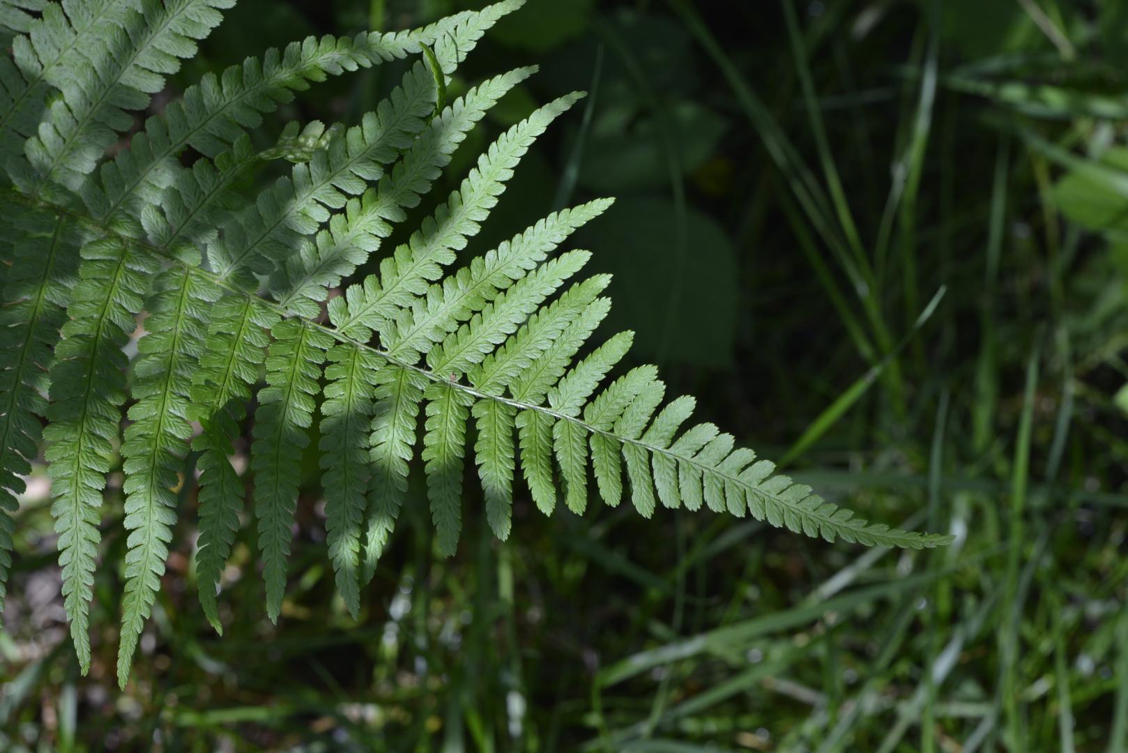 8_toutes_les_feuilles_sont_dans_la_nature