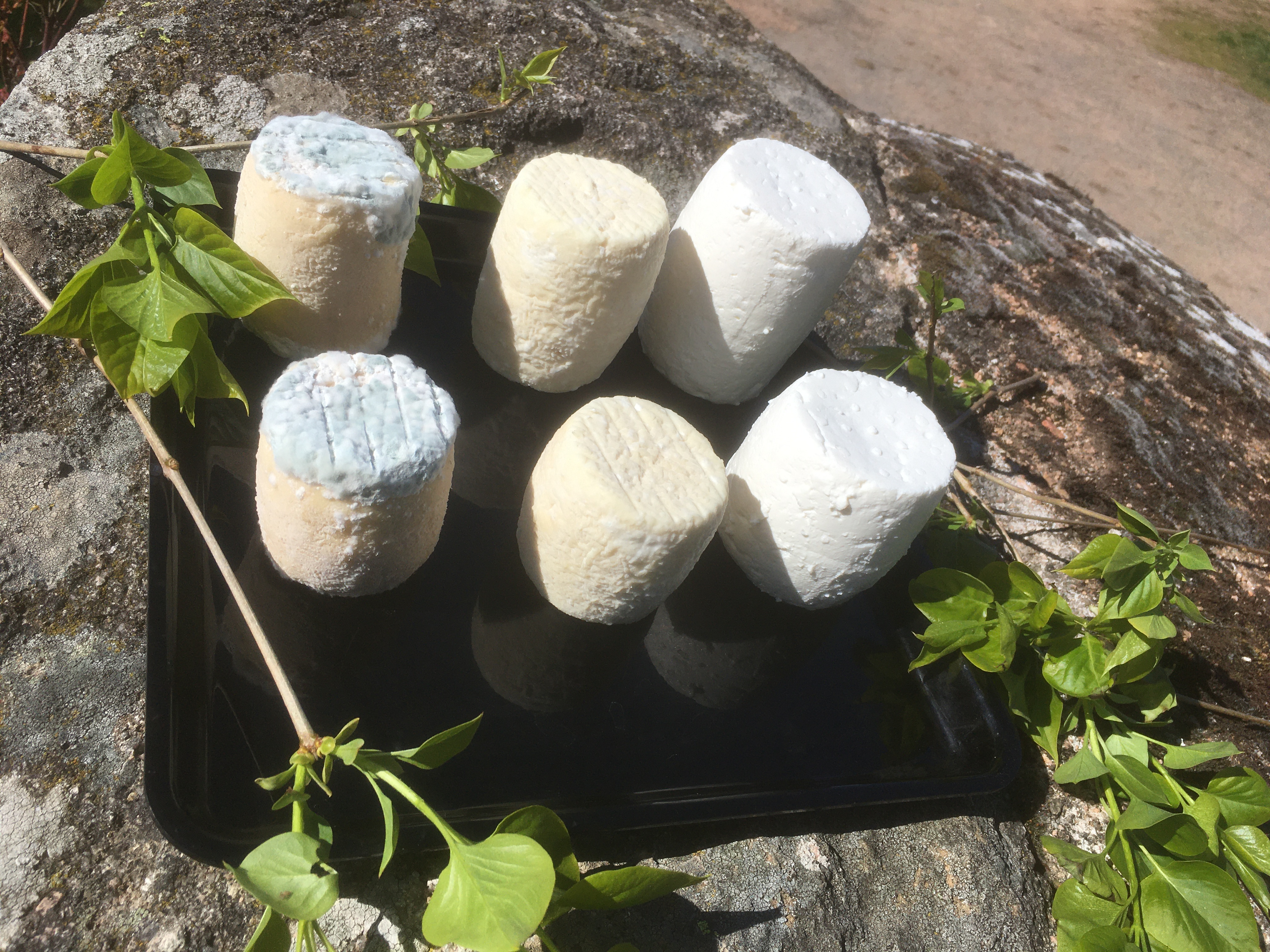 De délicieux fromages !