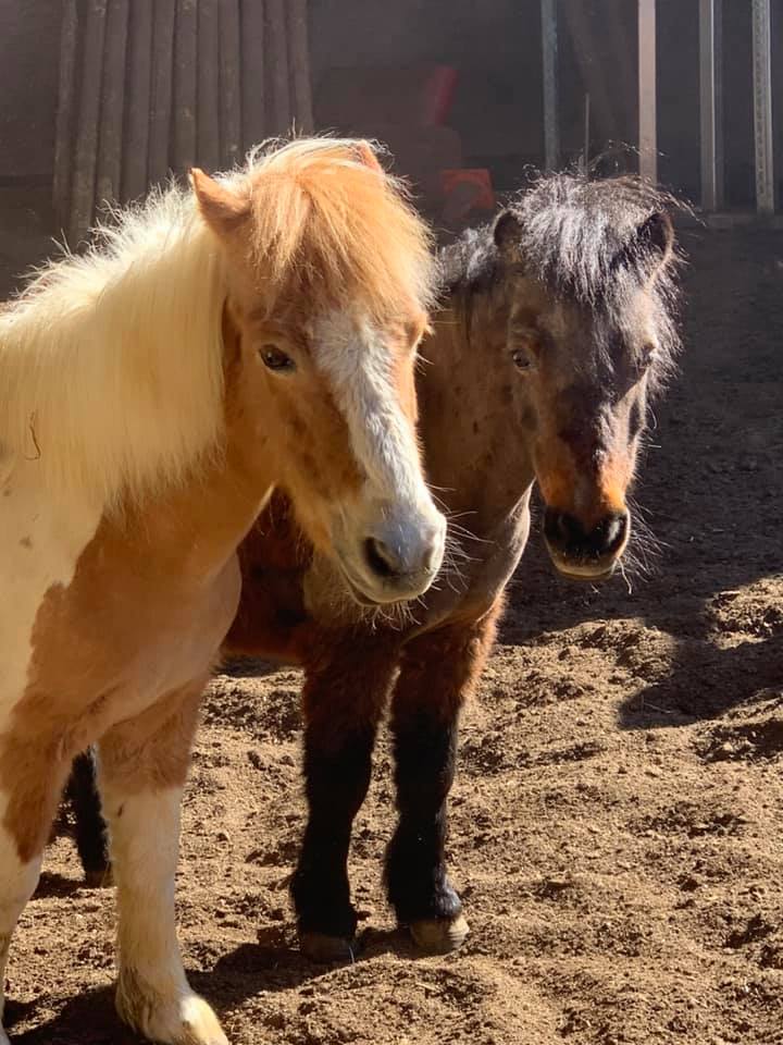 Centre équestre Les Écuries du Bois Ailé