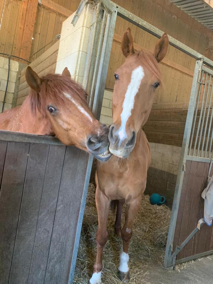 Centre équestre Les Écuries du Bois Ailé
