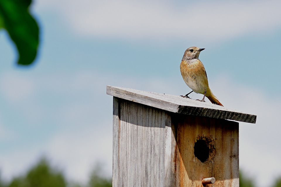 A vol d'oiseaux