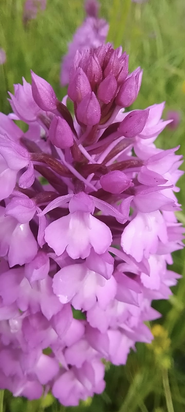 orchidée sauvage