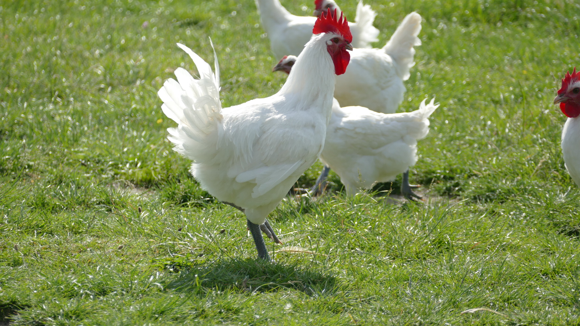 Fête du Poulet de Bresse