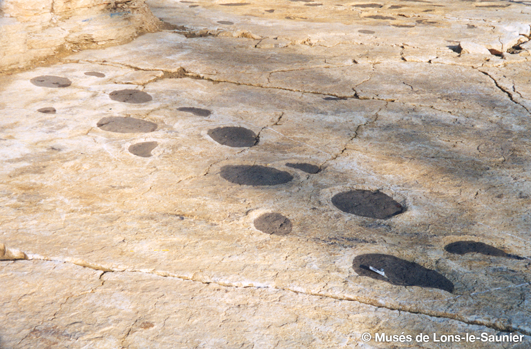 ATELIER MARCHE DINOSAURES