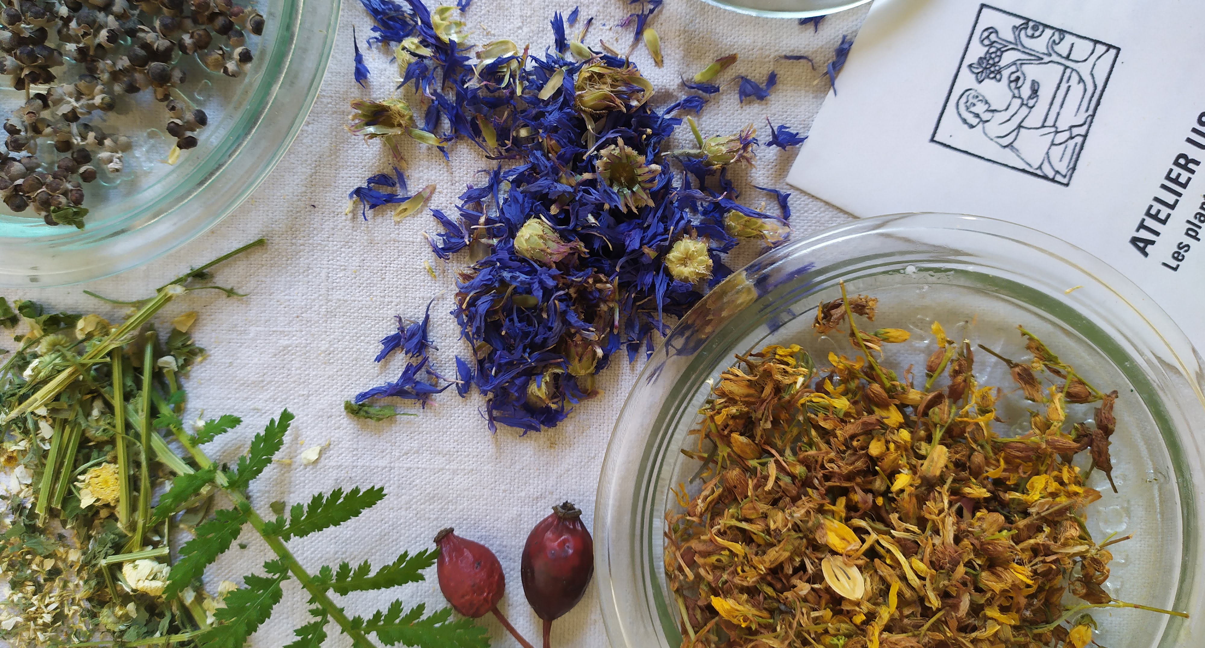 Atelier Phyto.
