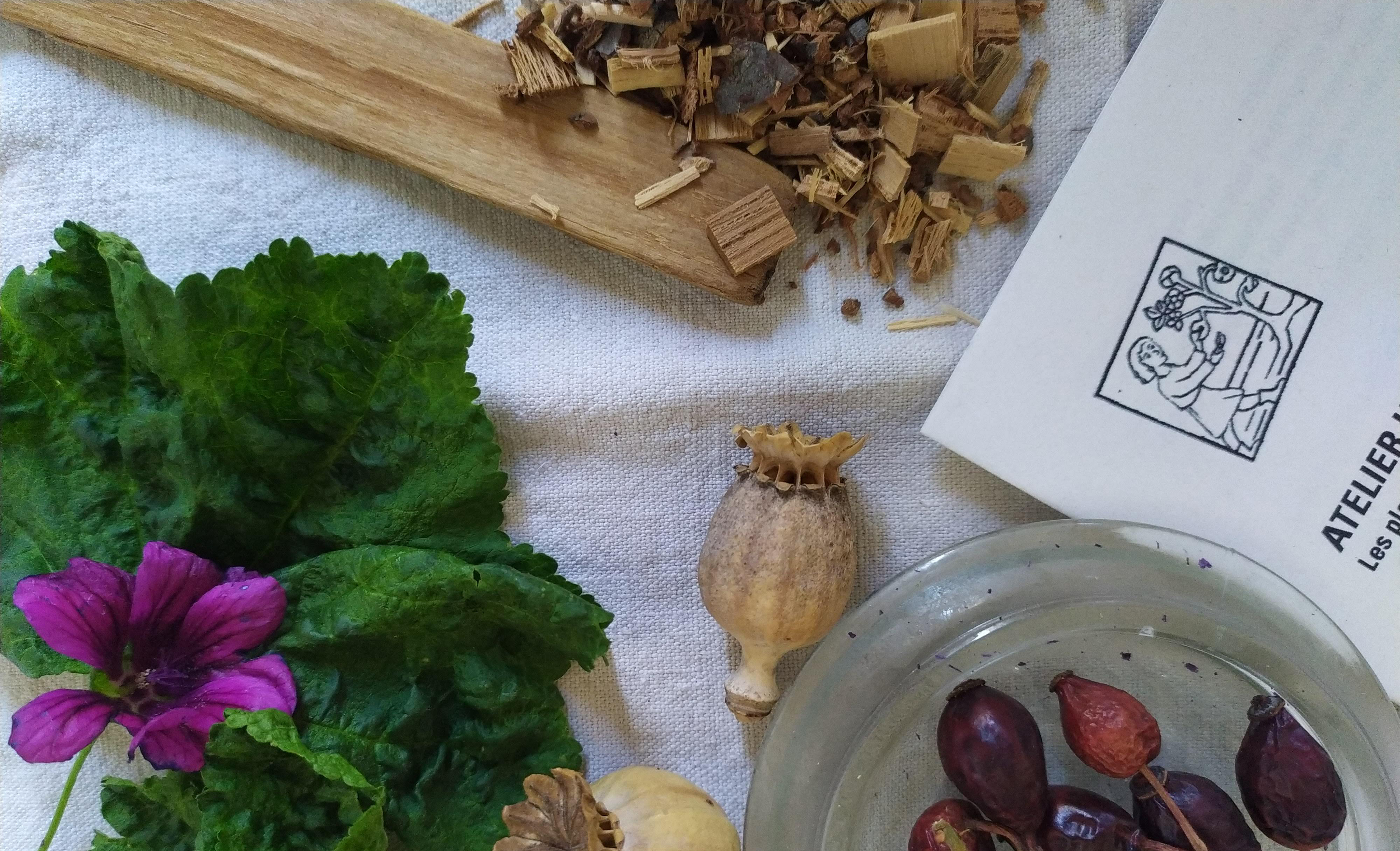 Atelier Plantes médicinales
