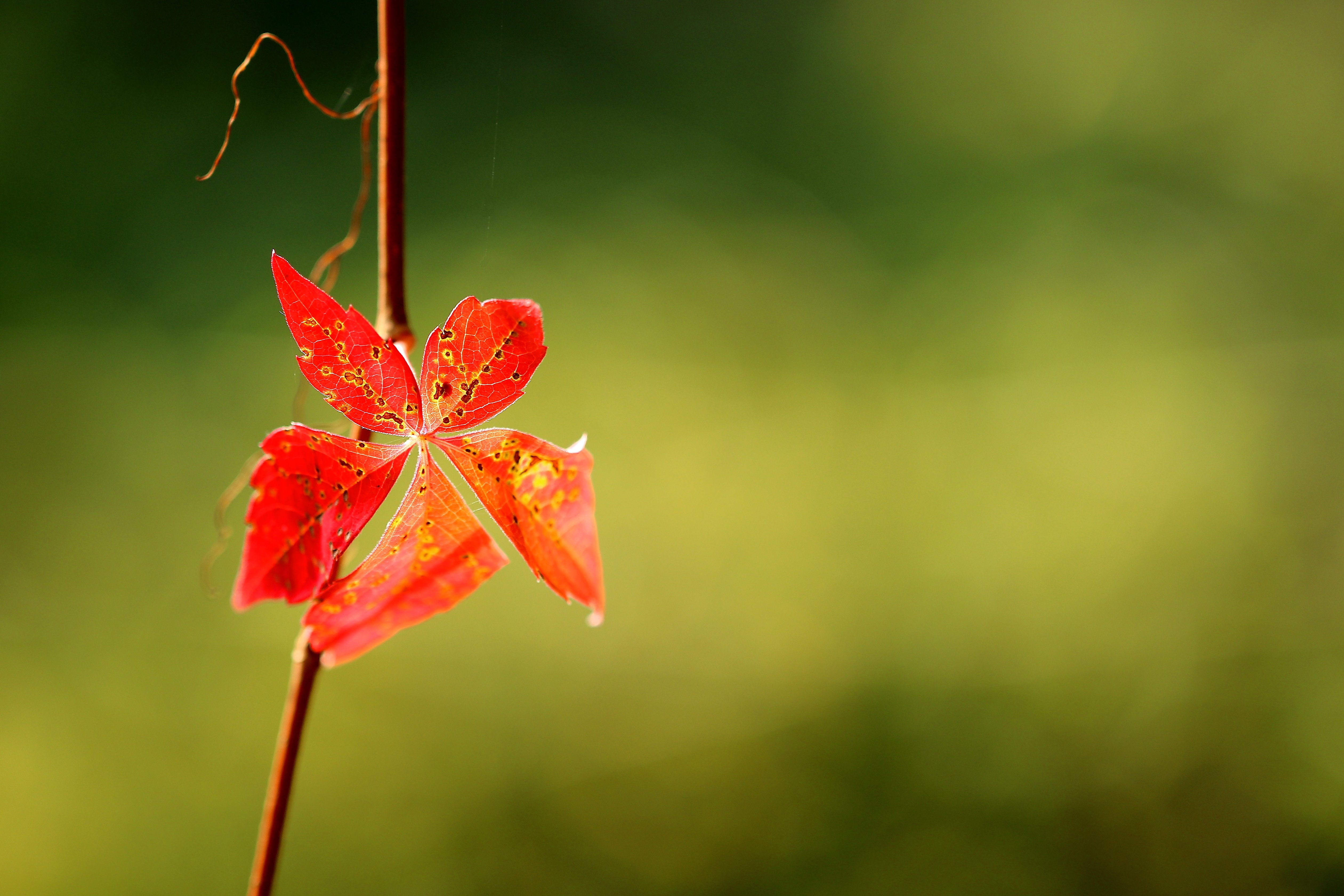 AUTOMNE