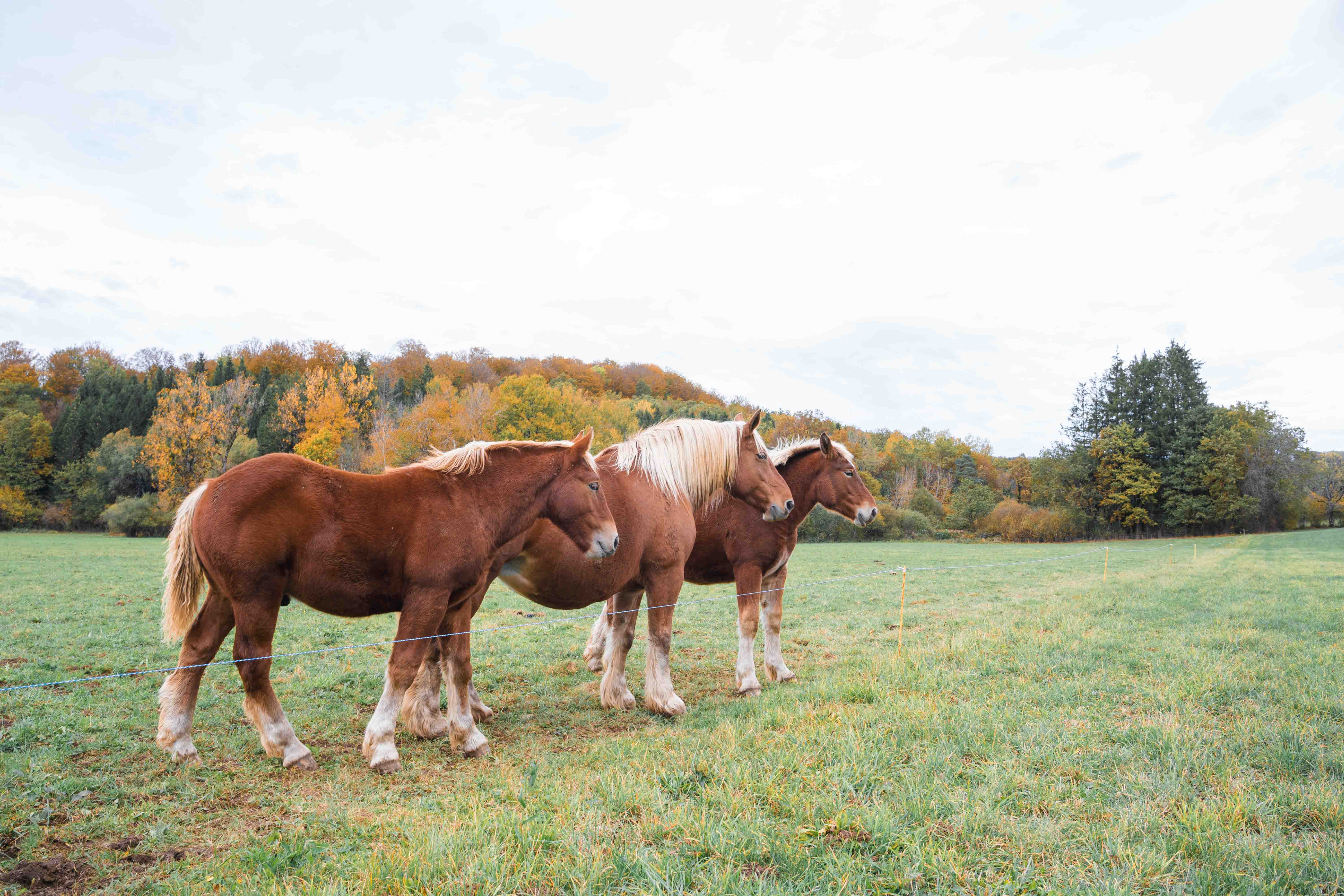 Concours Cheval de Trait Comtois Section Étalans