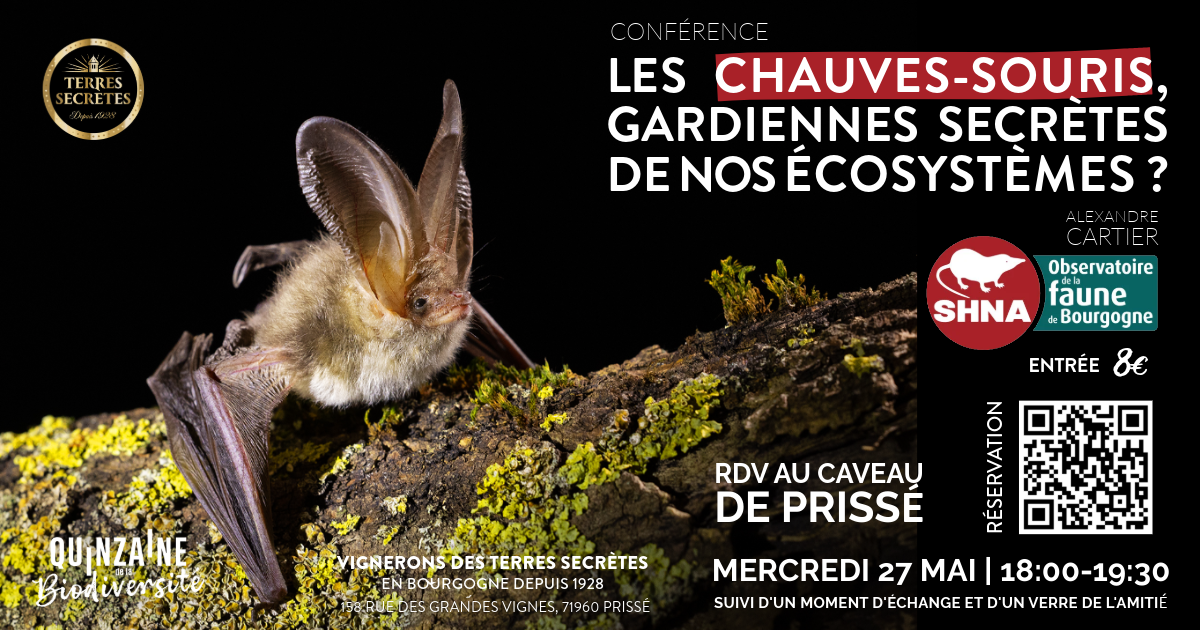 Conférence : les chauves-souris, gardiennes secrètes de nos écosystèmes.