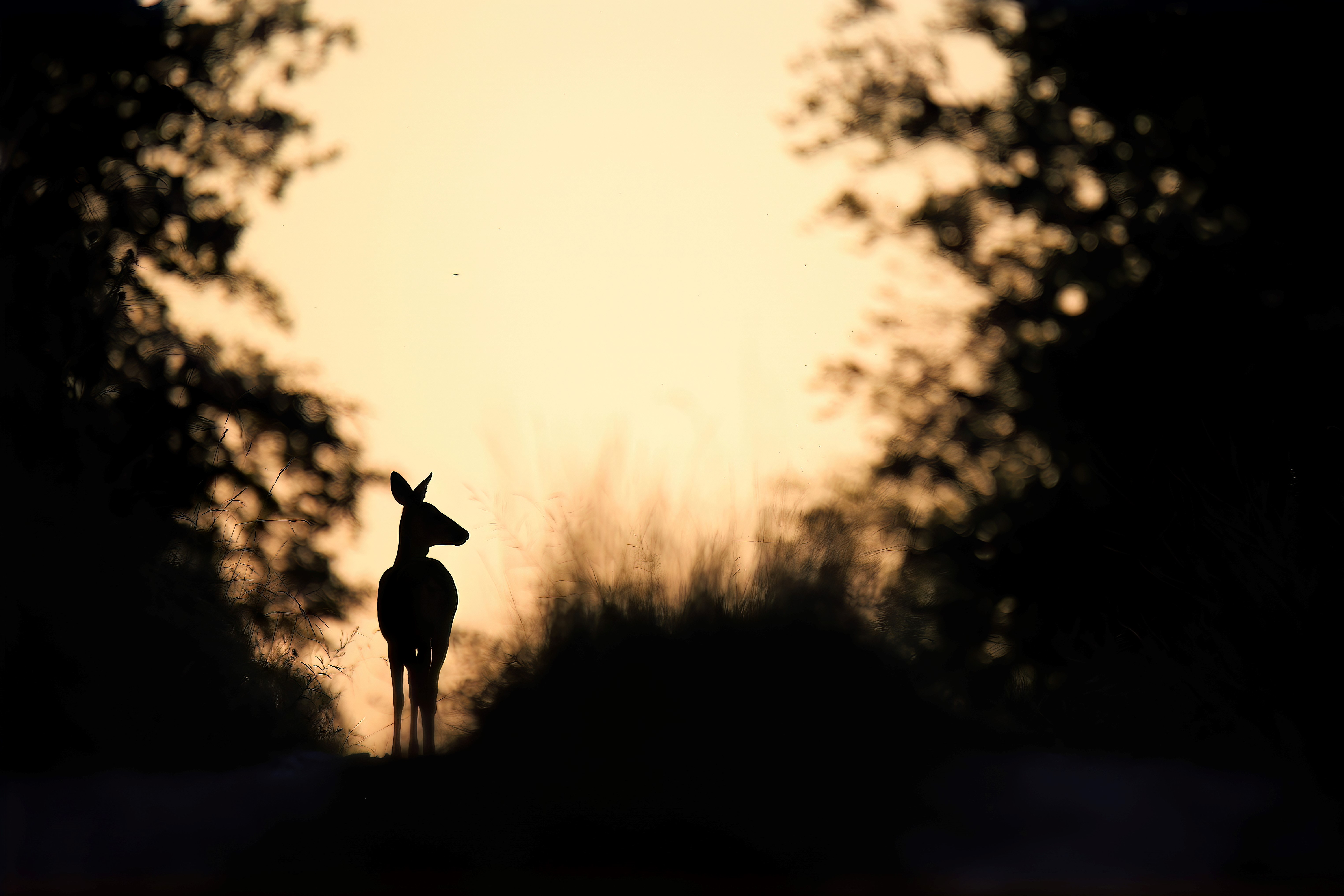Faune sauvage au crépuscule 