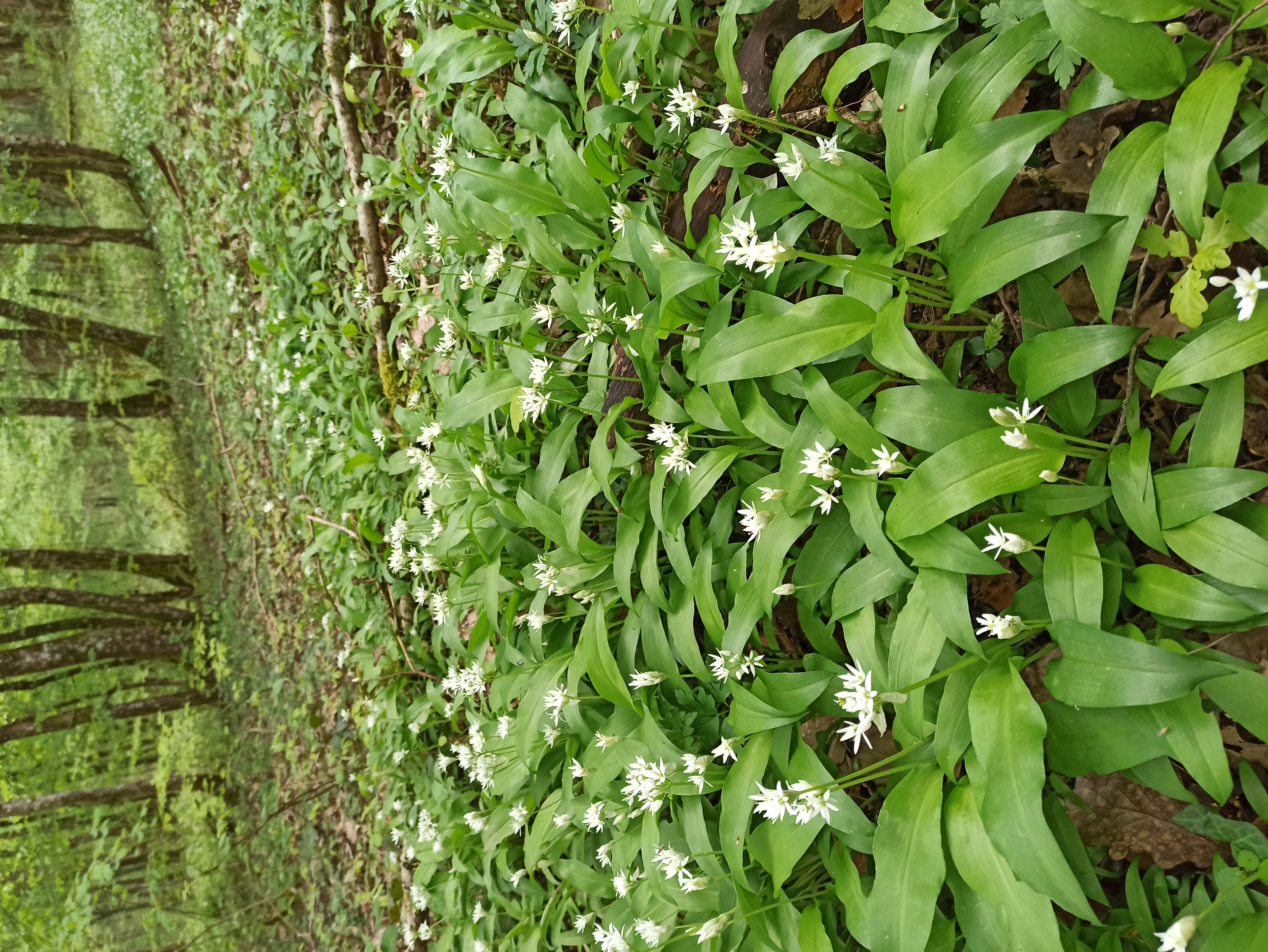 Stage Botanique et Usages des Plantes